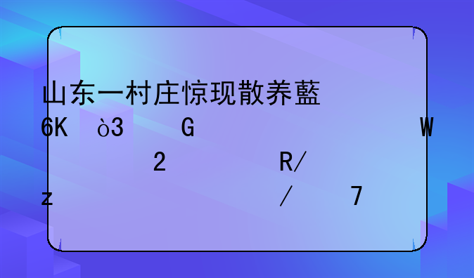 山东一村庄惊现散养藏獒，民警为何要持冲锋枪将其残忍击毙？